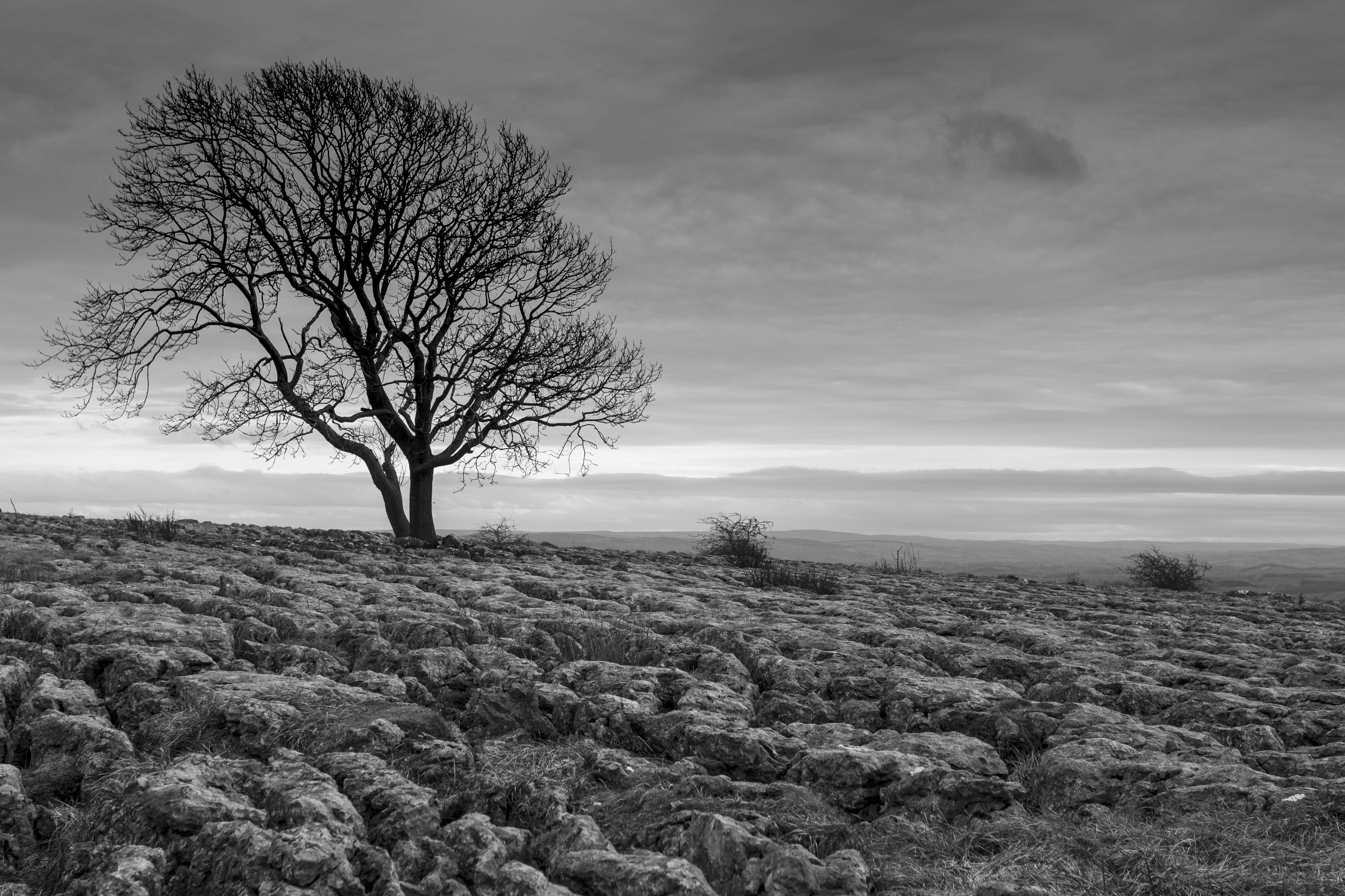 Malham-Tree-120919-180420.jpg