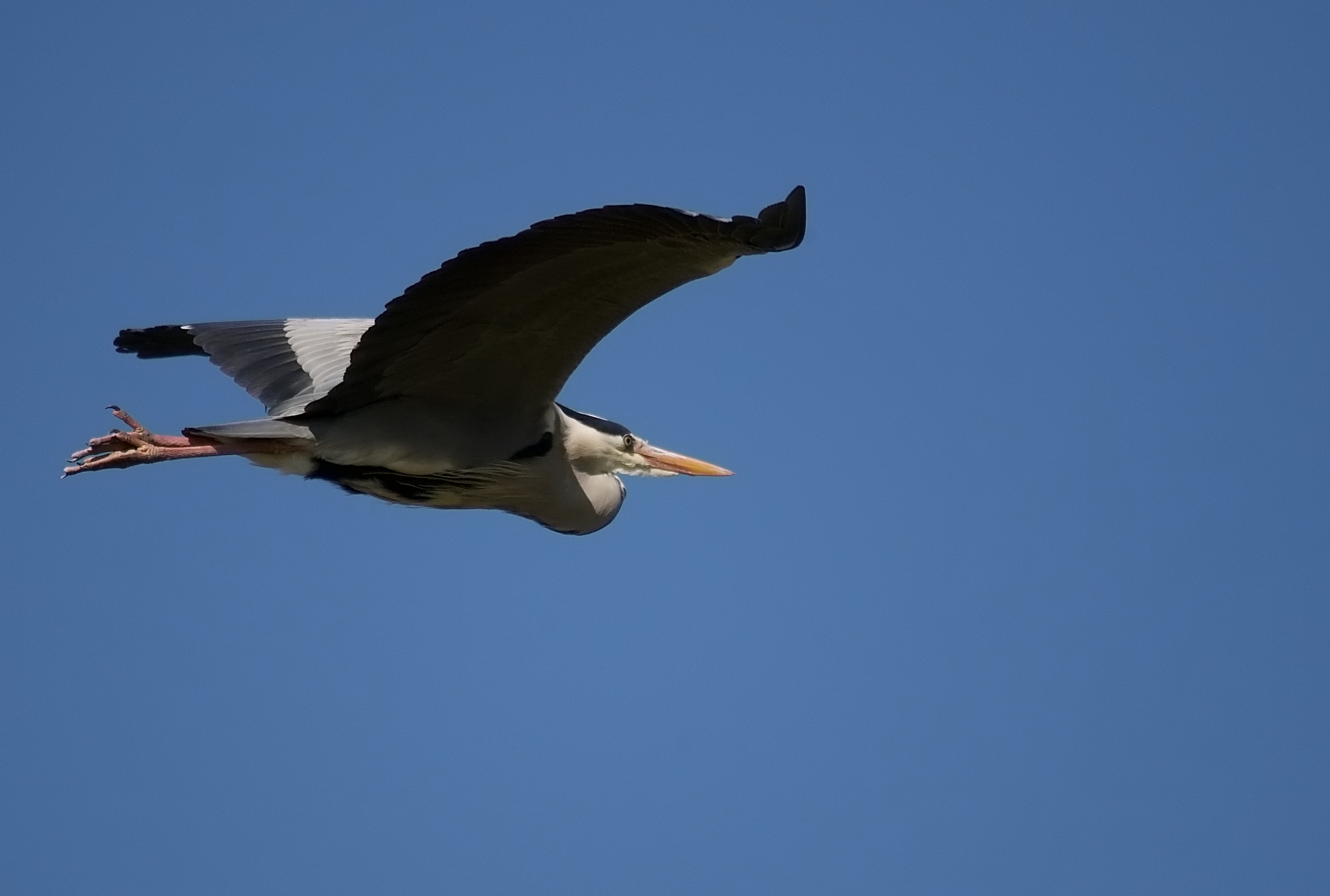 Heron-In-Flight-161637-170420.jpg