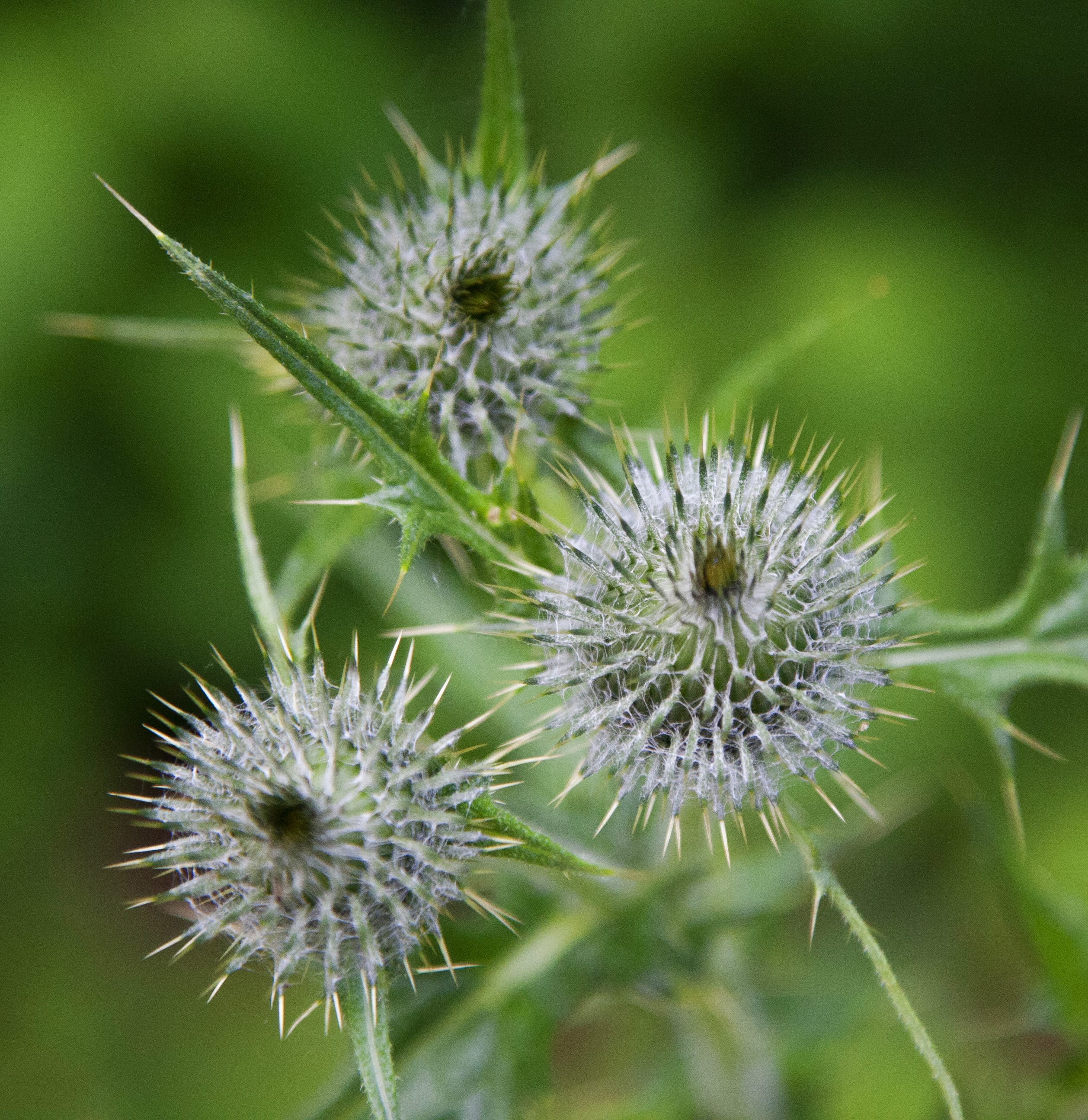 Thistle-180325-080423.jpg