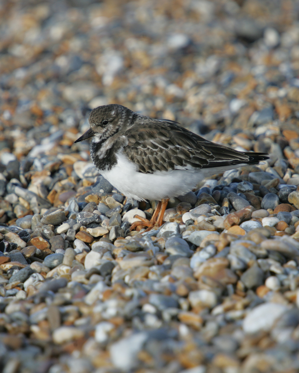 Turnstone-161658-170420.jpg