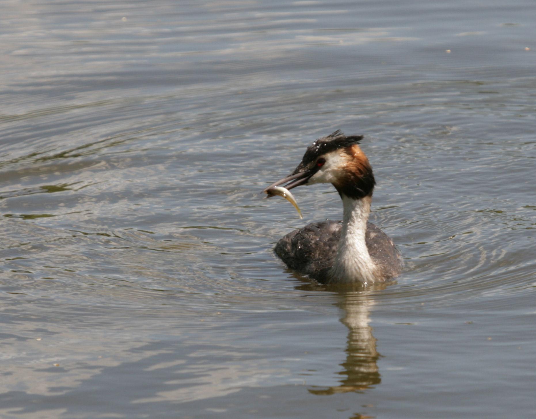 Grebe-161633-170420.jpg